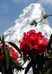 rhododendrons in front of Ama Dablam